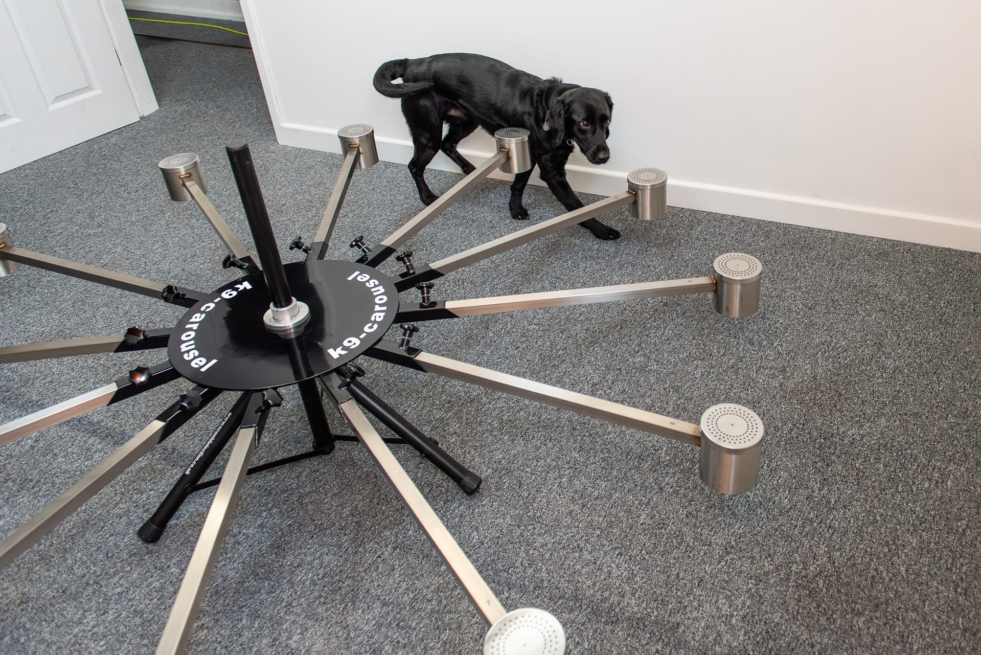 Cape SPC sniffer dog